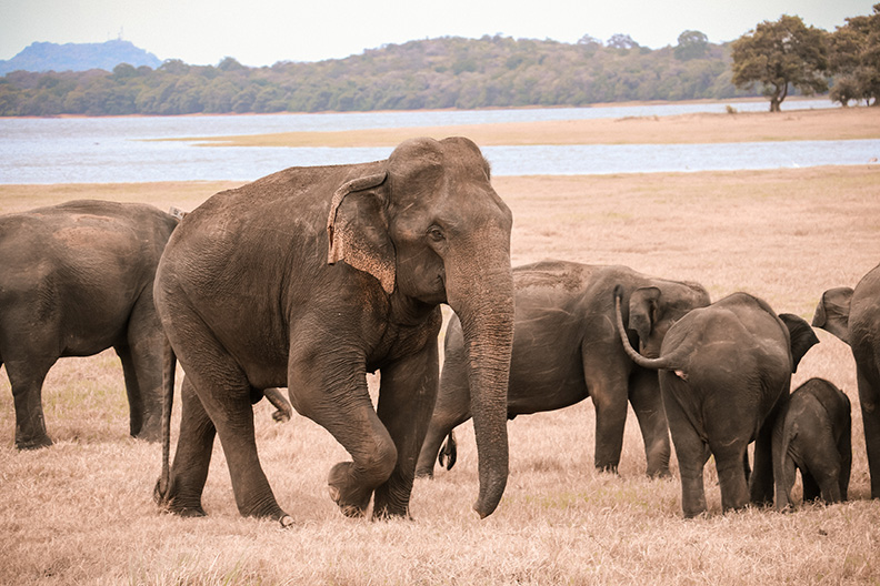 elephants provide online auction ideas